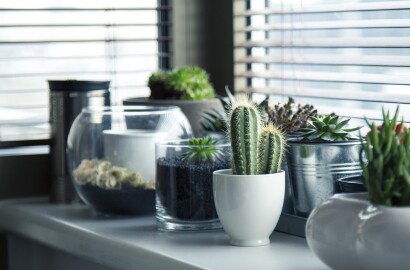 Conheça 5 tipos de plantas para apartamentos e ambientes fechados